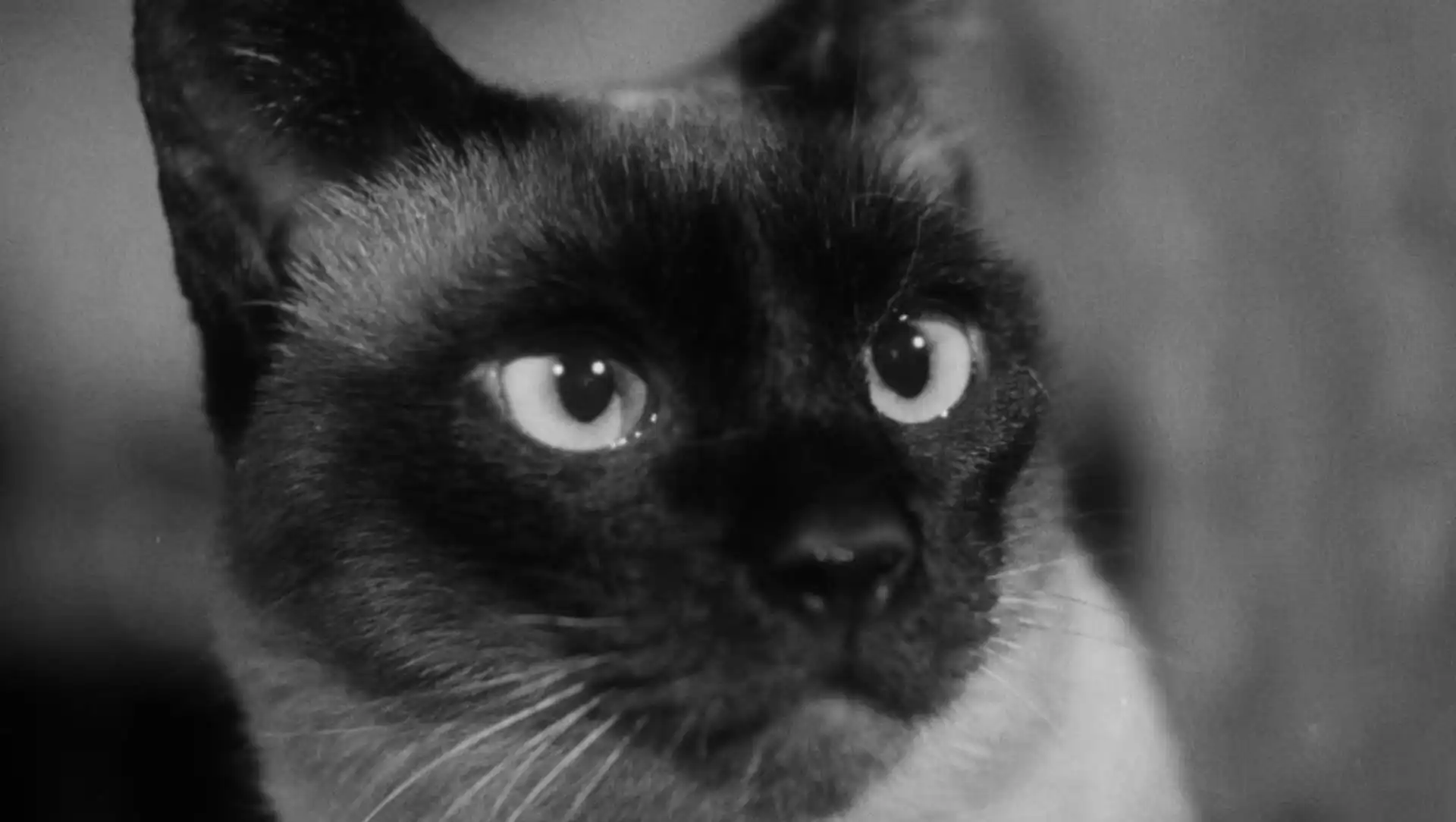 FAMU History: Female filmmakers of the 1950s and 1960s