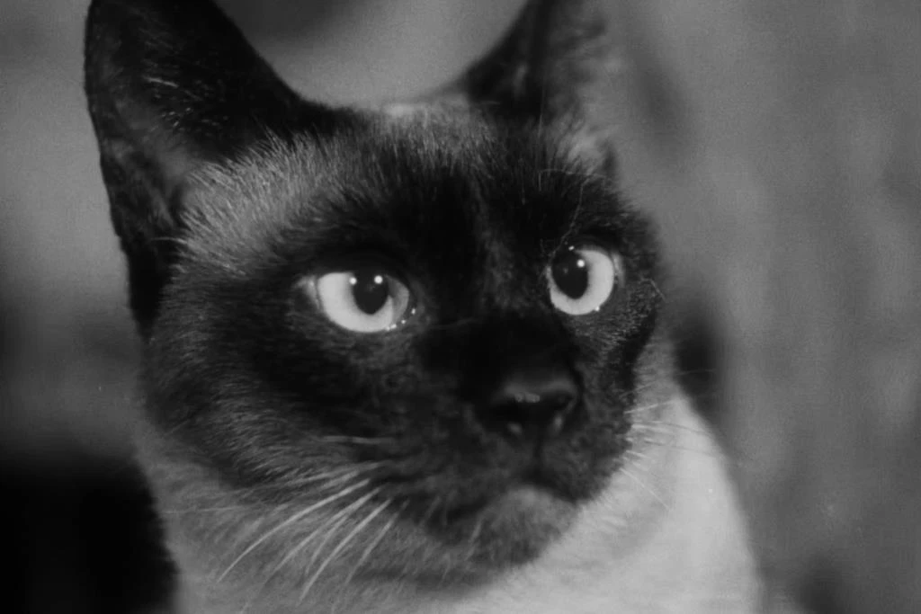 FAMU History: Female filmmakers of the 1950s and 1960s